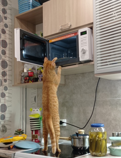 Абрамова Татьяна г. Тайшет А что мы сегодня будем кушать