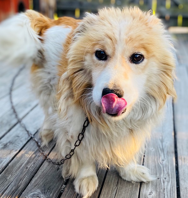 Зорина Тамара с. Мирный Вкусная косточка была