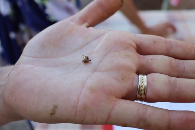 Самый маленький гриб Алексеева Татьяна